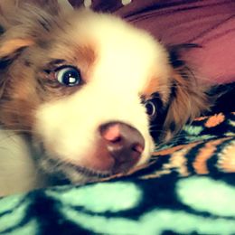 RMF1 - Red merle Toy Australian Shepherd puppy in Griffin, Georgia from No Matter Farm