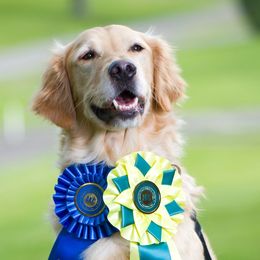 Golden Retrievers from Wildwing Goldens