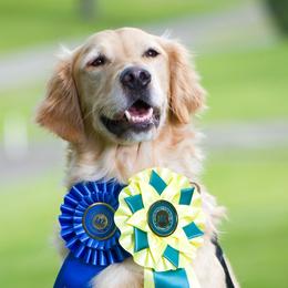 Golden Retrievers from Wildwing Goldens