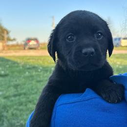 Hank - Black male Labrador Retriever puppy in Garnett, Kansas from Timberland Creek Labradors