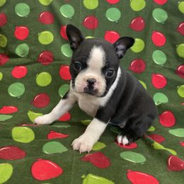 Zoe - Black and white female Boston Terrier puppy in Fillmore, Illinois from Wind Hill Puppies