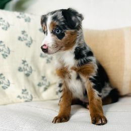 Spruce - Blue merle Miniature Australian Shepherd puppy in Marysville, Indiana from New Market Aussies
