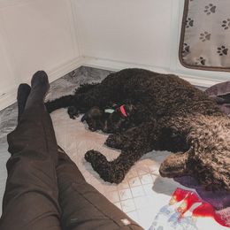 Poodle Puppies from Huckleberry Standard Poodles