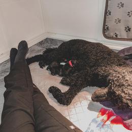 Poodle Puppies from Huckleberry Standard Poodles