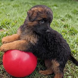 Loretta - Black and red female German Shepherd puppy in Vintondale, Pennsylvania from Causey's Critters