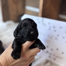 Gauntlet - Black male Dachshund puppy in Mc Alester, Oklahoma from A Anchor Farm