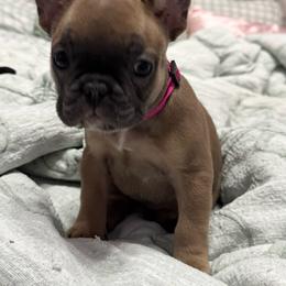 Dolly - White and fawn female French Bulldog puppy in Spring, Texas from Amanda's French Bulldogs