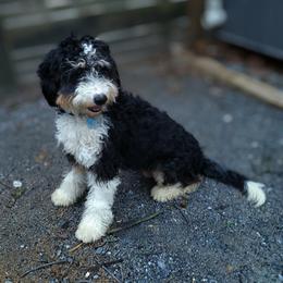 Sophie - Bernedoodle