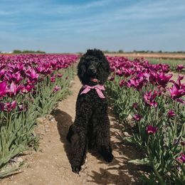Poodle All Grown Up from Pop's  Poodle Pups