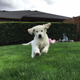 Golden Retriever Puppies from Montana Mist Golden Retrievers English Cream