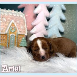 Ariel - Ruby female Cavalier King Charles Spaniel puppy in Clinton, Oklahoma from Enchanted Spaniels