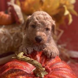 Poodle Puppies from Kurtz Poodles