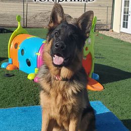 Kira - German Shepherd
