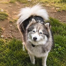 Kaya - Pomsky