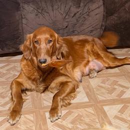 Rossi - Golden Retriever