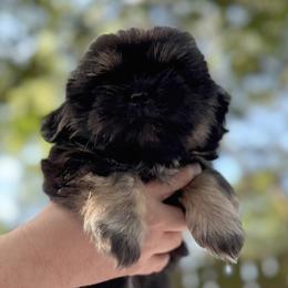 Boy 4 - Chocolate and tan male Shih Tzu puppy in Mobile, Alabama from FluffyTail Shih Tzu