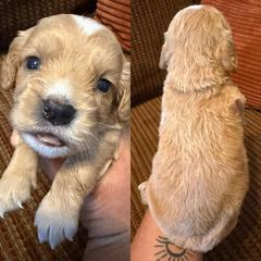 Golden girl - Golden female English Cocker Spaniel puppy in Millen, Georgia from Pine Hill Kennels