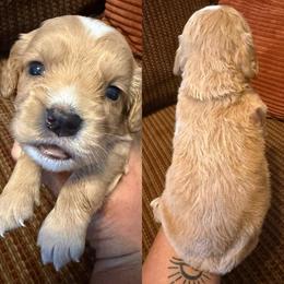 Golden girl - Golden female English Cocker Spaniel puppy in Millen, Georgia from Pine Hill Kennels