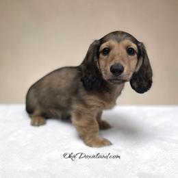 Eliot - Cream male Dachshund puppy in Oklahoma City, Oklahoma from OkieDoxieland Dachshunds