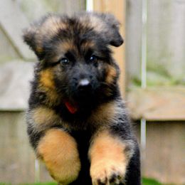 German Shepherd Puppies from Vom Cronje Haus German Shepherds