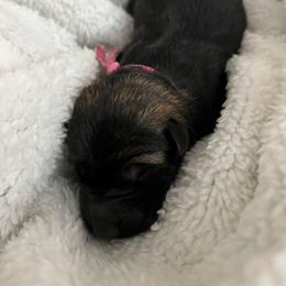 Pink Collar - Sable female German Shepherd puppy in Punta Gorda, Florida from Blitzenhaus Working Dogs