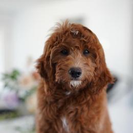 Goldendoodle Puppies from Blissful Doodles