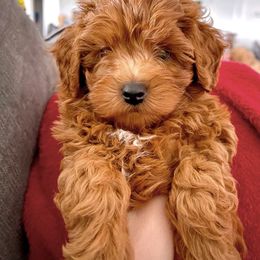 Cavapoo and Goldendoodle Puppies from Goldendoodles Utah| All sizes| Erda, Utah