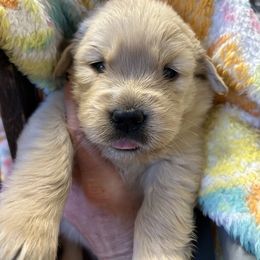 Boy2 - Golden male Golden Retriever puppy in Chesapeake, Virginia from Autumn Lake Golden Retrievers