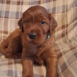 Blue collar Boy - Mahogany male Irish Setter puppy in East Bloomfield, New York from Down East Setters