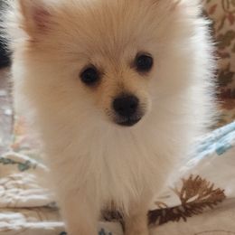 NAPOLEÓN - Cream Pomeranian puppy in Hershey, Pennsylvania from Lauren's Pomeranians