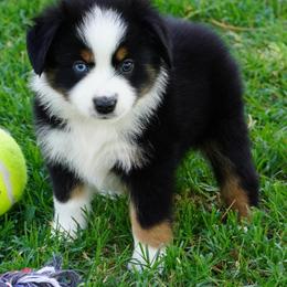 Boy 3 - Black tri male Miniature Australian Shepherd puppy in Lawton, Oklahoma from Lindsey’s Aussies