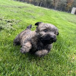 Purple Collar - Wheaten brindle male Cairn Terrier puppy in Longview, Washington from Northwest Cairn Terriers