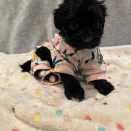 Raven - Black female Cavapoo puppy in Lafayette, Oregon from Wine Country Cavapoos
