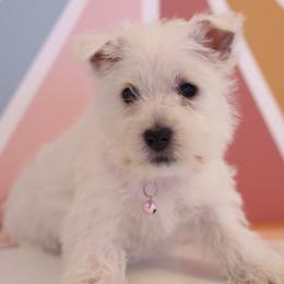 Stella - White female West Highland White Terrier puppy in Mount Joy, Pennsylvania from K&M Kennel