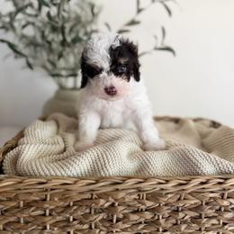 LATTE - Chocolate male Goldendoodle puppy in Ivins Utah, Utah from Luxi Paws Doodles