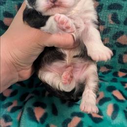Sebastion - Black and white male Chihuahua puppy in Amity, Pennsylvania from Baxters Chihuahuas