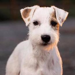 Gem - Jack Russell Terrier