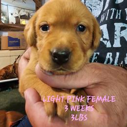 Light pink female - Yellow female Labrador Retriever puppy in Appling, Georgia from Kelley's Red Clay Labradors