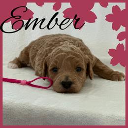 Ember - Red  female Poodle puppy in Dayton, Texas from Wolfe Island Poodles