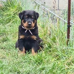 Beauceron Puppies from Côté Obscur