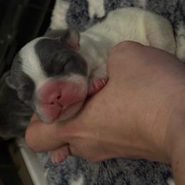 Peter - White male French Bulldog puppy in Houston, Alabama from Orderofthebulldogs, LLC
