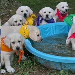 Labrador Retriever Puppies from Belquest Labradors