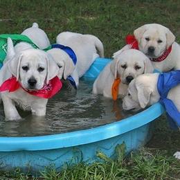 Labrador Retriever Puppies from Belquest Labradors
