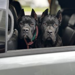 Cane Corso Puppies from Coastal View Kennels