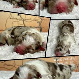 8 Promise - Red merle female Australian Shepherd puppy in Huntington, Texas from JKKJ Farms, LLC
