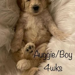 Bernedoodle and Labradoodle Puppies from Doodletown