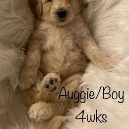 Bernedoodle and Labradoodle Puppies from Doodletown