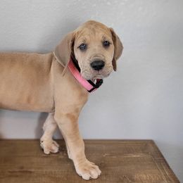 Great Dane Puppies from Bellaire Great Danes
