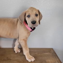 Great Dane Puppies from Bellaire Great Danes