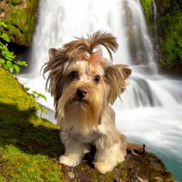 Emmy - Yorkshire Terrier